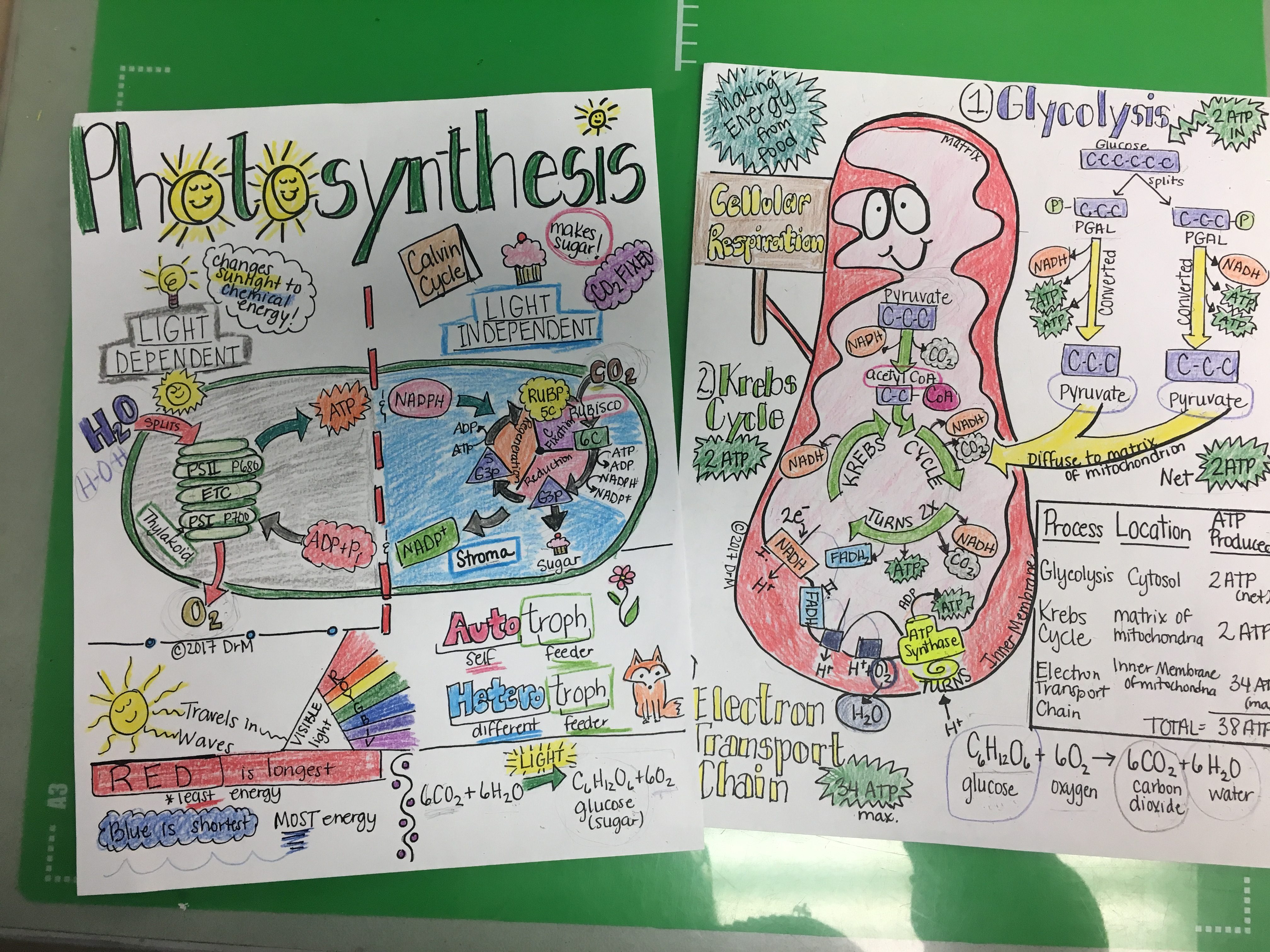4032x3024 Using Sketch Notes In The Biology Classroom Edgy Instruction - Photosynthesis Sketch