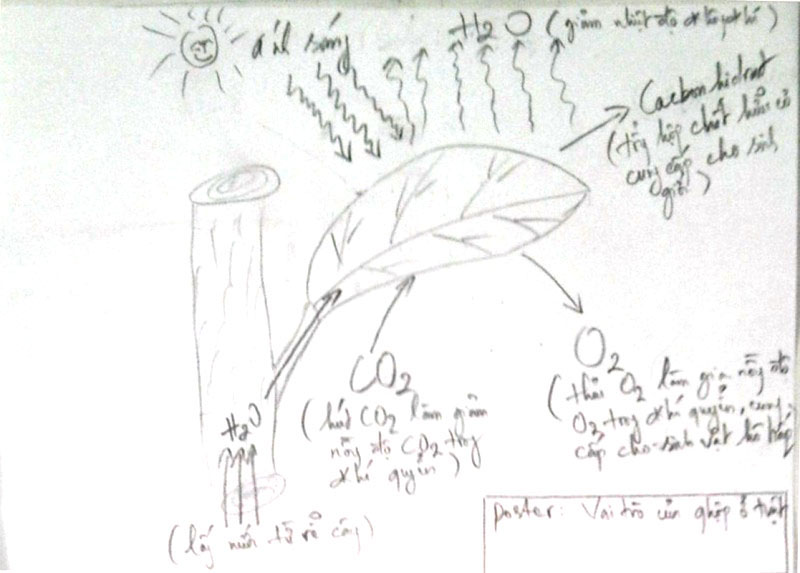 800x573 Sketch Photosynthesis By Teacher From Bac Lieu, Vietnam, 2012 - Photosynthesis Sketch