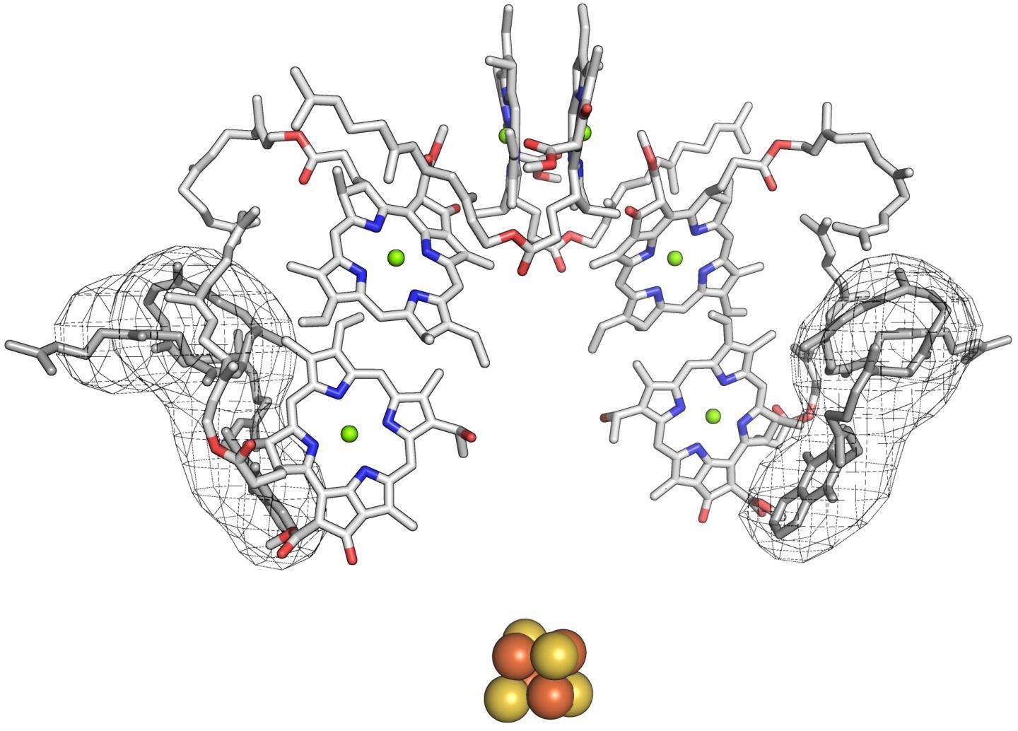1440x1034 Asu Team Discovers A New Take On Early Evolution Of Photosynthesis - Photosynthesis Sketch