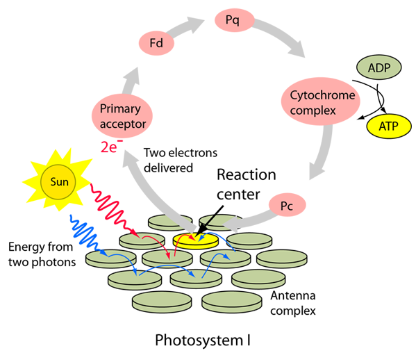 599x508 Cyclic Electron Transport In Photosynthesis - Photosynthesis Sketch