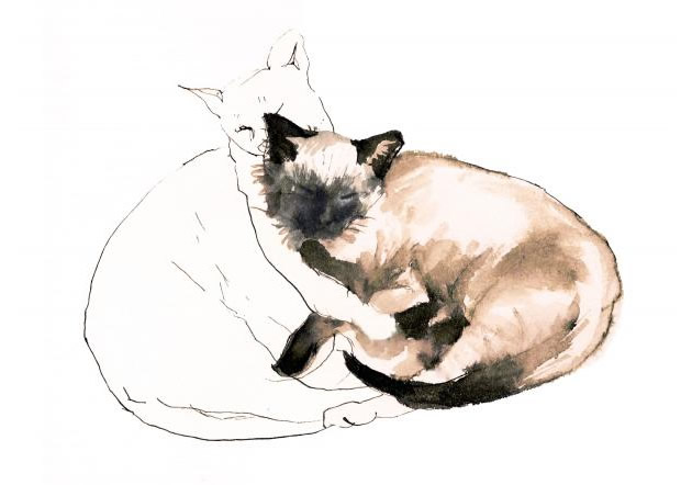 630x442 Line Drawing A Guide For Art Students - Picasso Cat Sketch