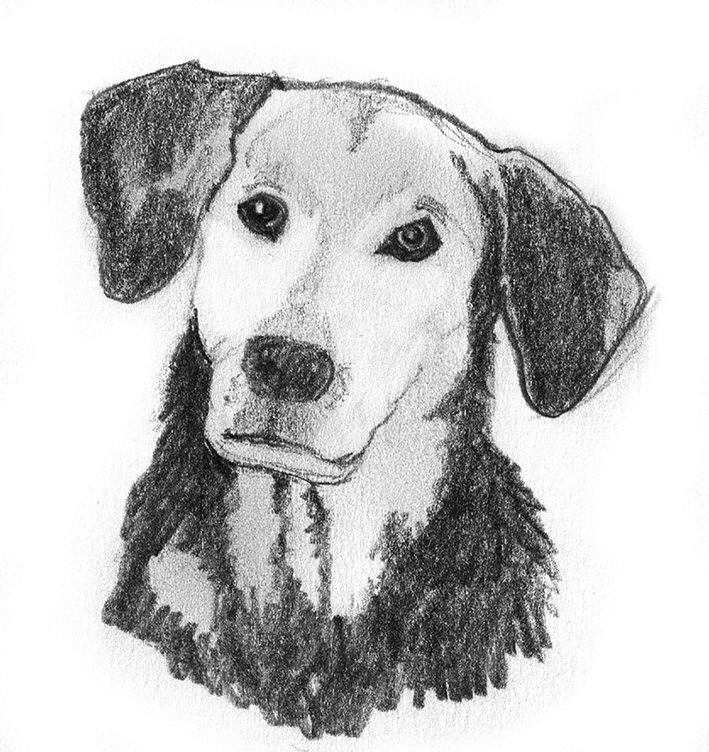 709x752 Dog Sketches - Picture To Sketch Free