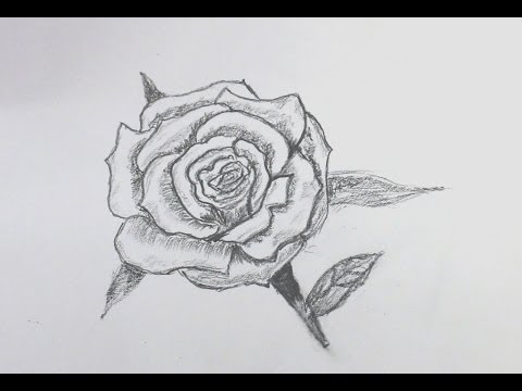 480x360 How To Sketch A Rose For Beginners - Pictures Of Sketched Roses