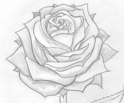 400x333 Pencil Sketches Of Hearts And Roses Group With Items - Pictures Of Sketched Roses