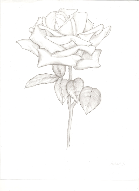 581x799 Rose (Sketch By Mjaj) - Pictures Of Sketched Roses