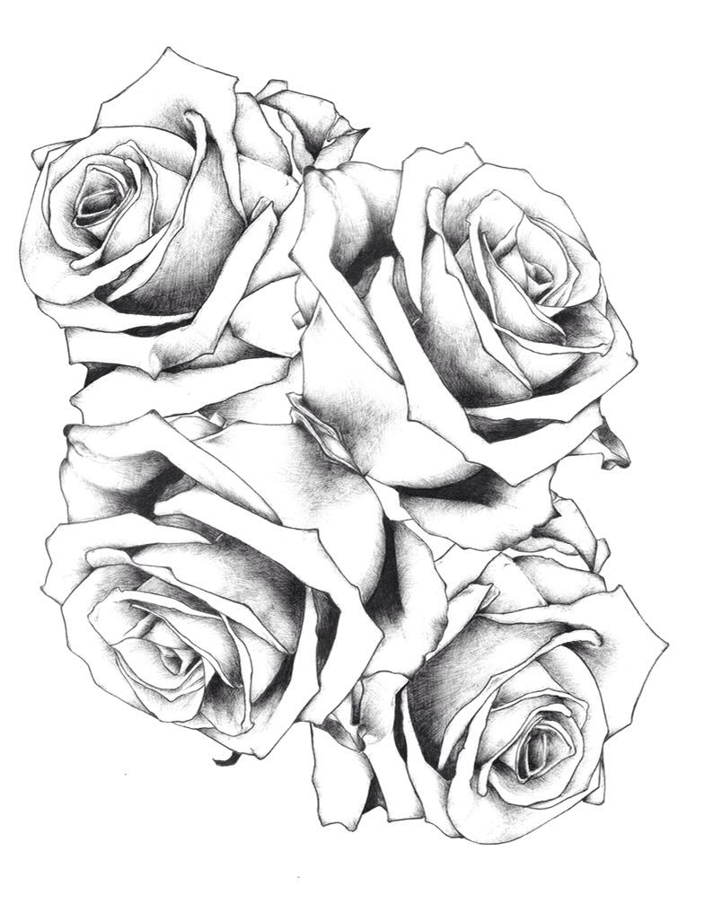 784x1016 Sketched Roses Art Sketches And Rose Art - Pictures Of Sketched Roses