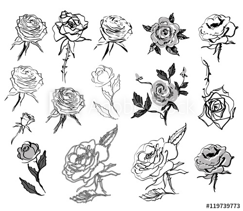 500x435 Sketched Roses Set - Pictures Of Sketched Roses