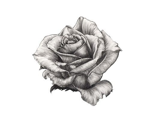 540x382 Small Sketched Rose By Dexiderivm Redbubble - Pictures Of Sketched Roses