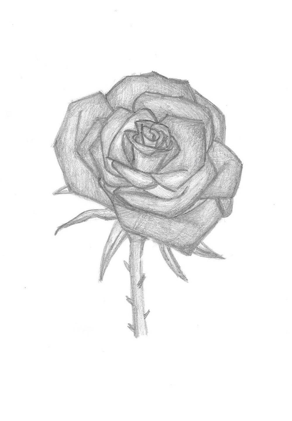 Pictures Of Sketched Roses At Paintingvalley.com 