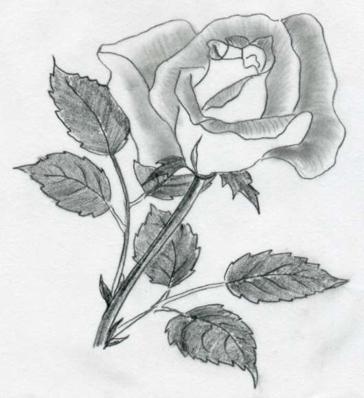 530x580 Various Rose Drawings - Pictures Of Sketched Roses