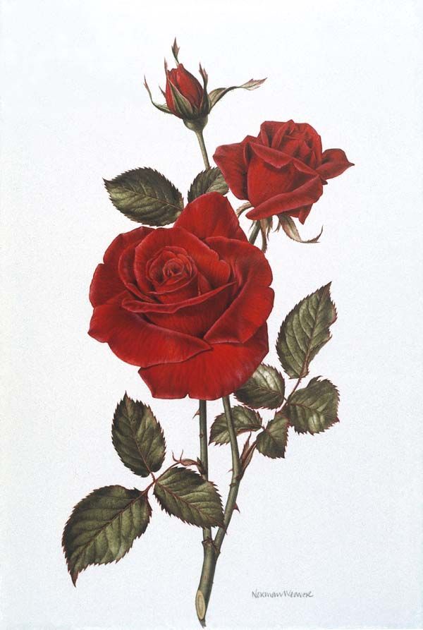 600x893 A Sketched Rose Roses And Other Flowers I Like - Pictures Of Sketched Roses
