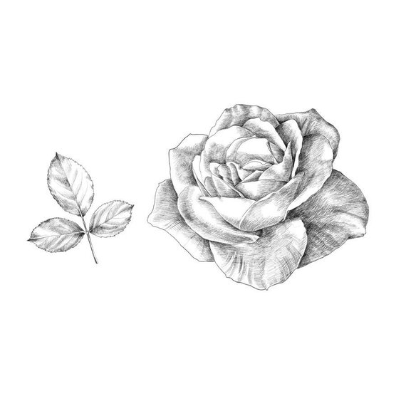 570x570 Hand Sketched Roses Etsy - Pictures Of Sketched Roses