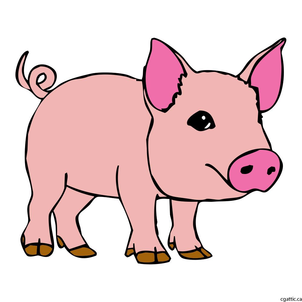 1000x1000 Pig Cartoon Drawing In 4 Steps With Photoshop Porosiata - Pig Cartoon Sketch