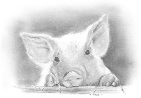 570x398 12 Pig Face Drawing - Pig Face Sketch