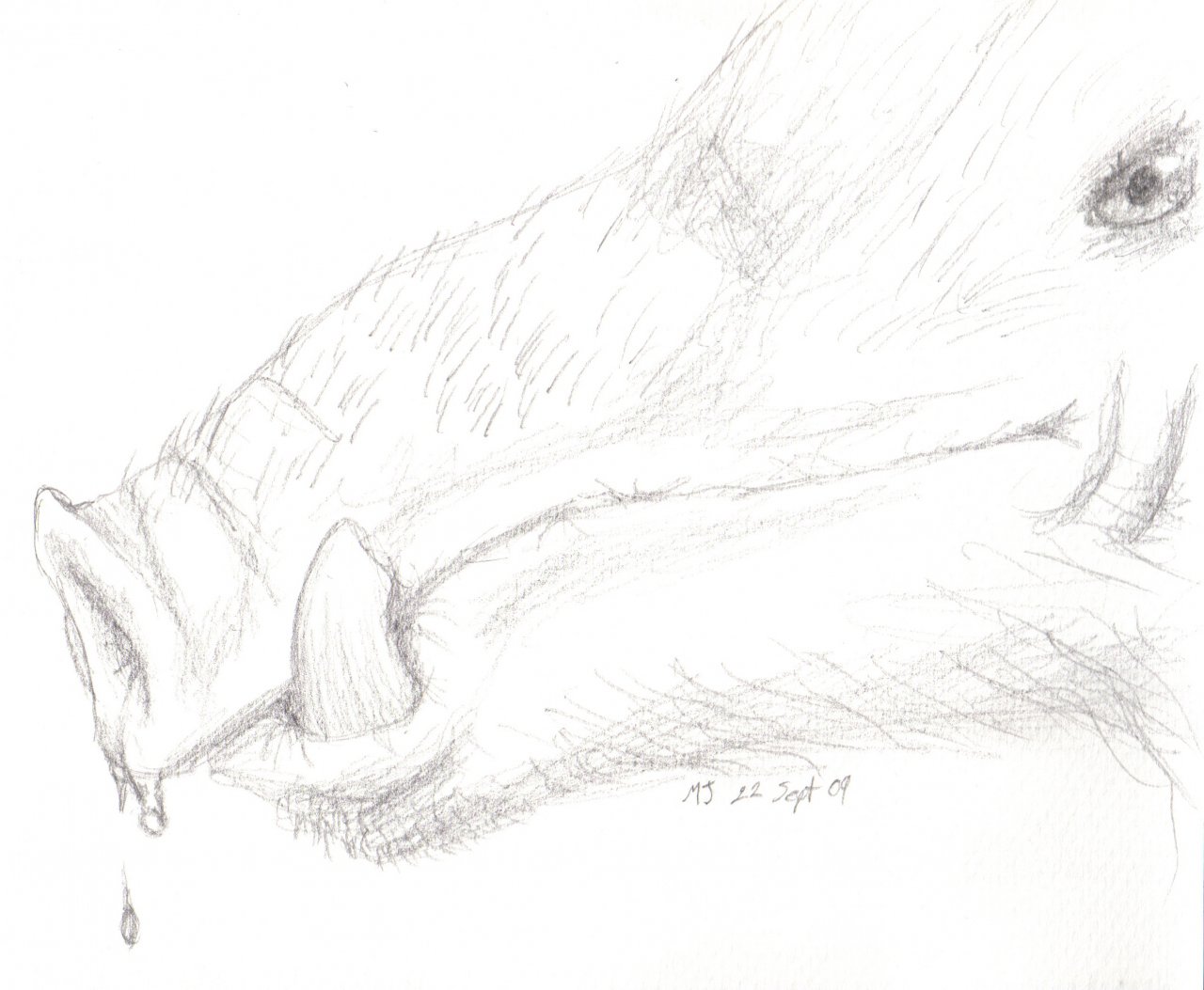 1280x1053 Pig Face By Fluffgar - Pig Face Sketch