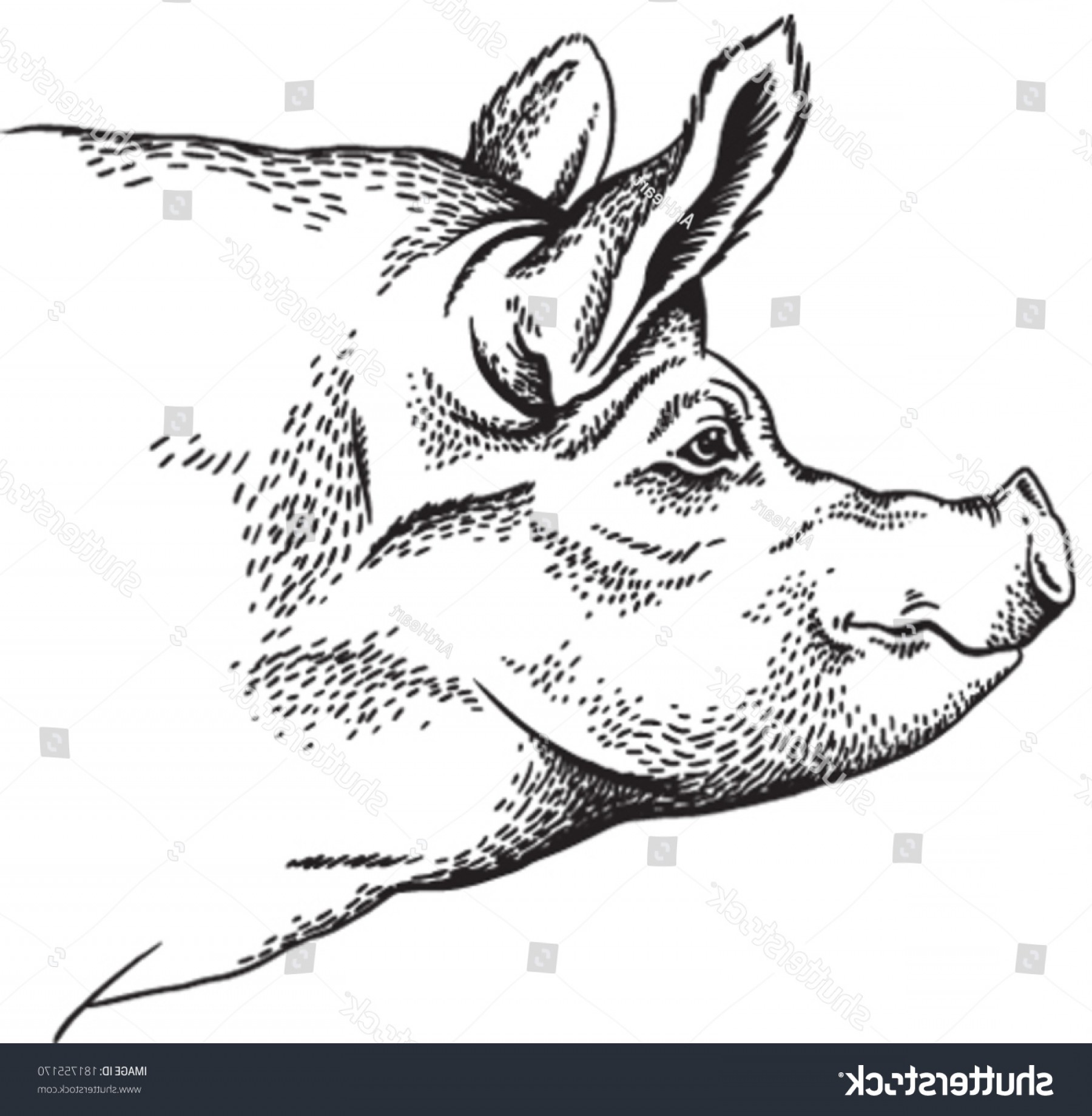 1800x1840 Black White Sketch Pigs Face Vector Shopatcloth - Pig Face Sketch