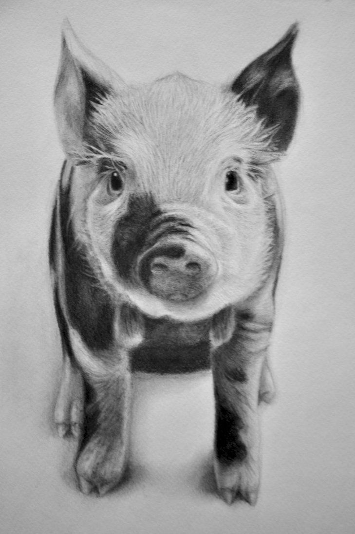 Pig Face Sketch at Explore collection of Pig Face