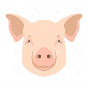 300x300 Stock Illustration Pig Face Sketch Icon Arenawp - Pig Face Sketch