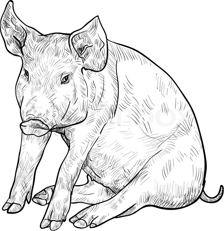776x800 Drawn Pig Sketch - Pig Face Sketch