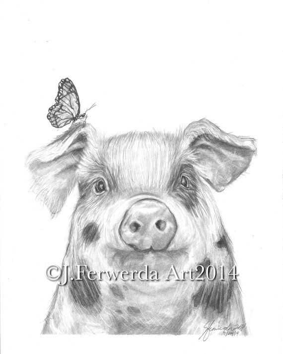 570x713 Drawn Pencil Basic - Pig Face Sketch