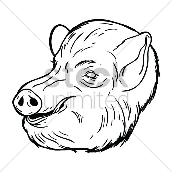 600x600 Free Pig Face Vector Image - Pig Face Sketch