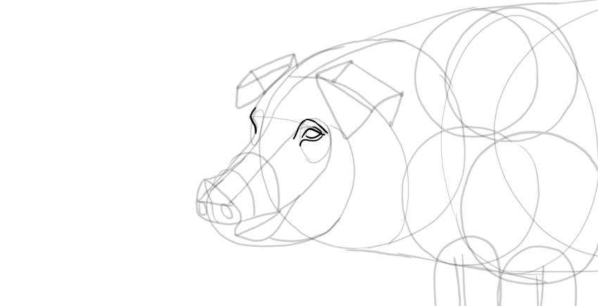 850x435 How To Draw A Pig Www 101 - Pig Head Sketch