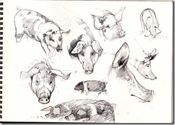 354x253 Pencil And Leaf Trotters And More Pig Sketches - Pig Head Sketch