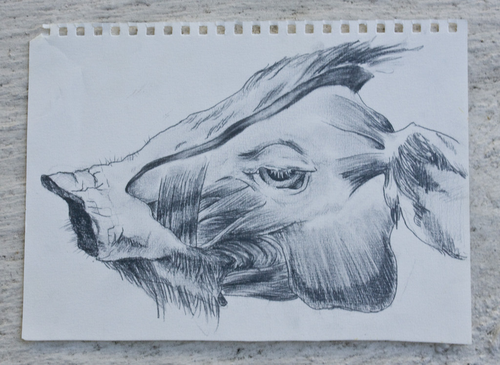 1024x747 Pig Head Pencil Drawing. Before Photography, Science - Pig Head Sketch
