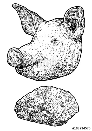 354x500 Pig Head Illustration, Drawing, Engraving, Ink, Line Art, Vector - Pig Head Sketch
