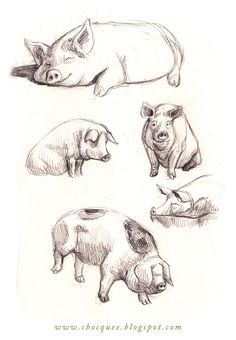 236x340 Image Result For Drawings Of Pigs Art Drawings - Pig Sketch
