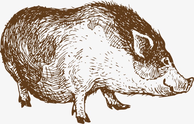 650x417 Pig Sketch, Pig Vector, Sketch Vector, Pig Png And Vector For Free - Pig Sketch