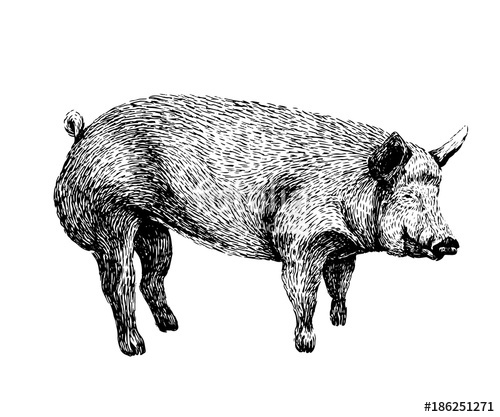 500x417 Pig Sketch Style Drawing. Hand Drawn Illustration Of Beautiful - Pig Sketch