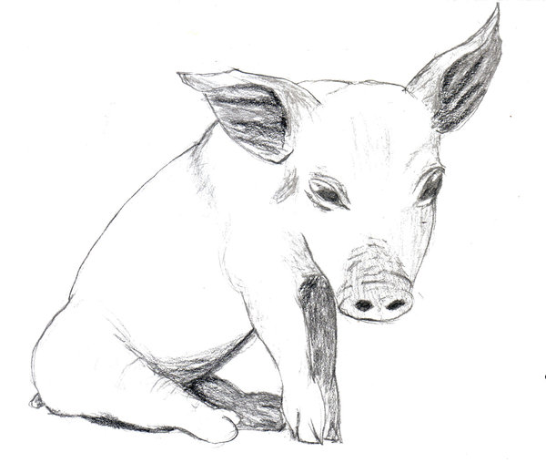 600x508 Pig Sketch By Marioucomics - Pig Sketch