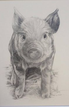 236x365 Pigs Drawing - Pig Sketch