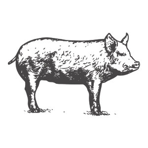 300x300 Everyday Whole Pigpuerco Para El Diario - Pig Sketch