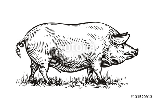 500x325 Hand Drawn Pig. Sketch Vector Illustration Stock Image And - Pig Sketch