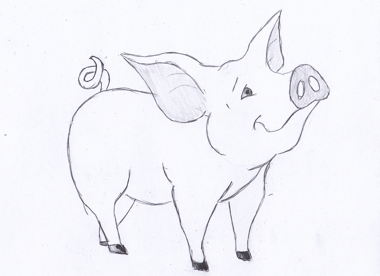 1240x900 How To Draw A Pig - Pig Sketch