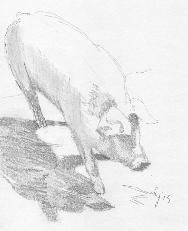733x900 Pig Sketch Drawing By Mike Jory - Pig Sketch Images