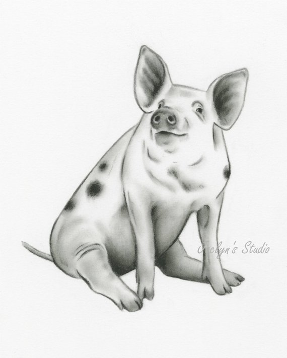 570x711 Spotted Pig Art Charcoal Drawing 810 Pig Etsy - Pig Sketch Images