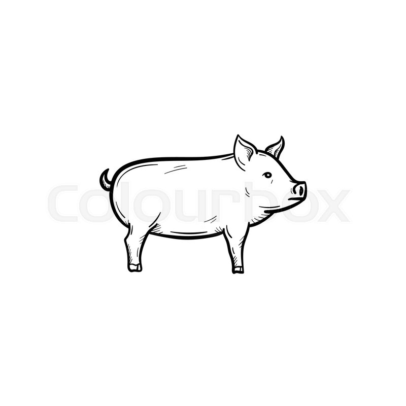 800x800 Vector Hand Drawn Pig Outline Doodle Icon. Pig Sketch Illustration - Pig Sketch Images