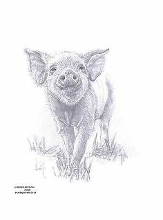 236x318 Pigs Drawing - Pig Sketch Images