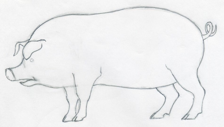 951x539 How To Draw A Pig - Pig Sketch Images
