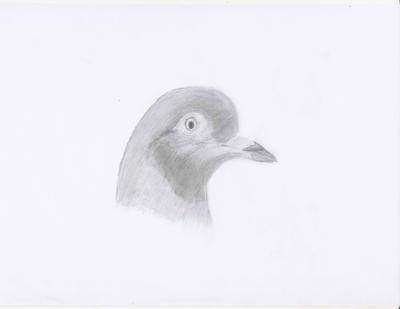 400x309 Pigeon - Pigeon Pencil Sketch
