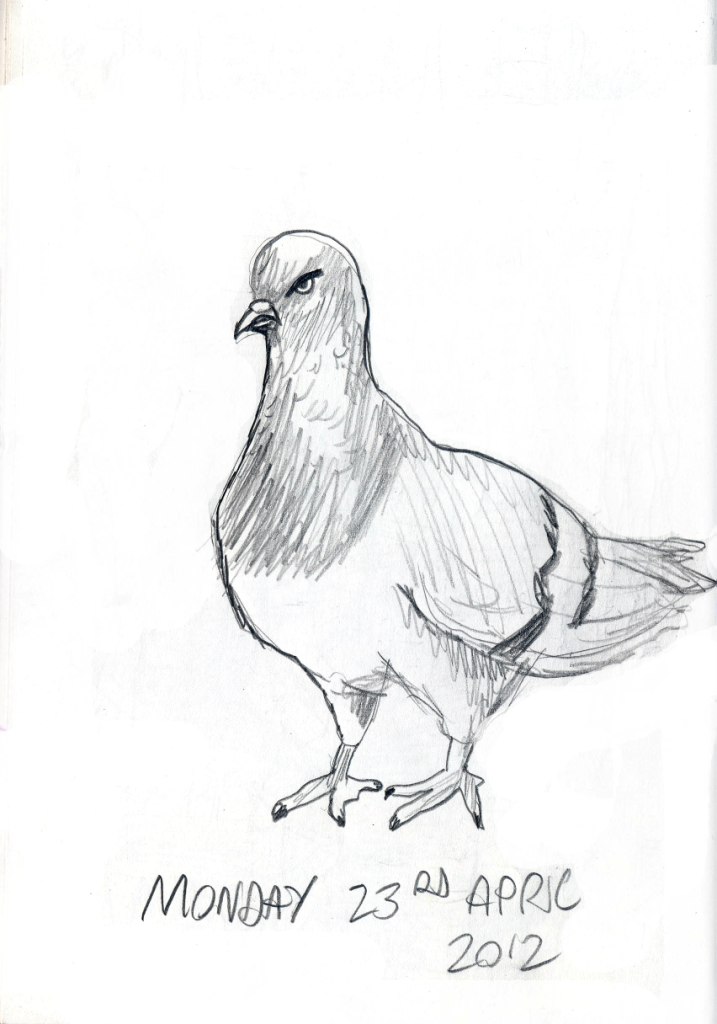 Pigeon Pencil Sketch at Explore collection of