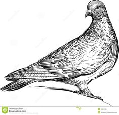 236x229 How To Draw Pigeons Step 11 How To Draw Drawings - Pigeon Pencil Sketch