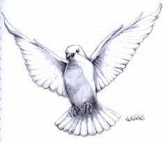 236x207 Pencil Drawing Pigeon Fly - Pigeon Pencil Sketch