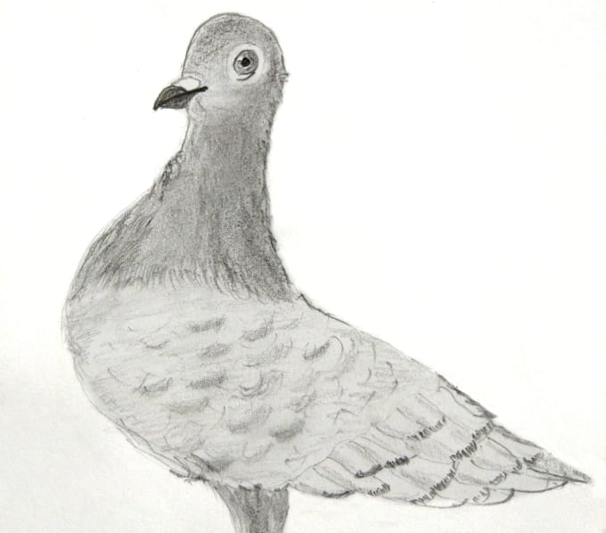 Pigeon Pencil Sketch at Explore collection of