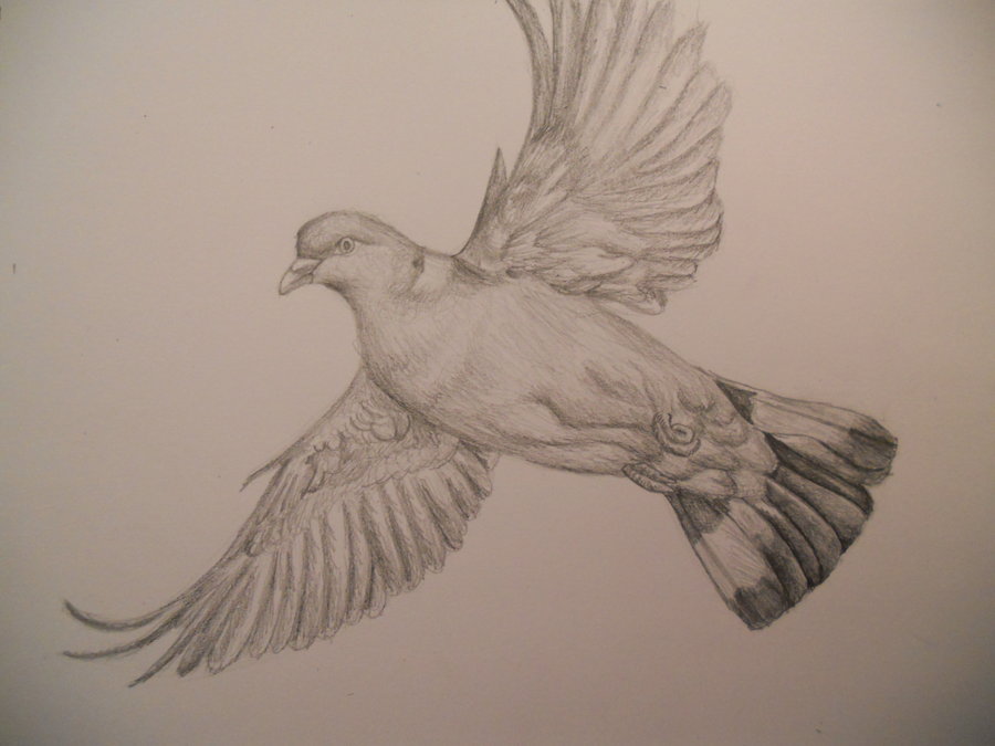 900x675 Pencil Sketch - Pigeon Sketch