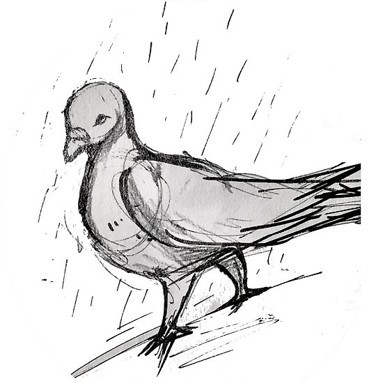 550x550 Pigeon Sketch Posters By Kylie Price Redbubble - Pigeon Sketch