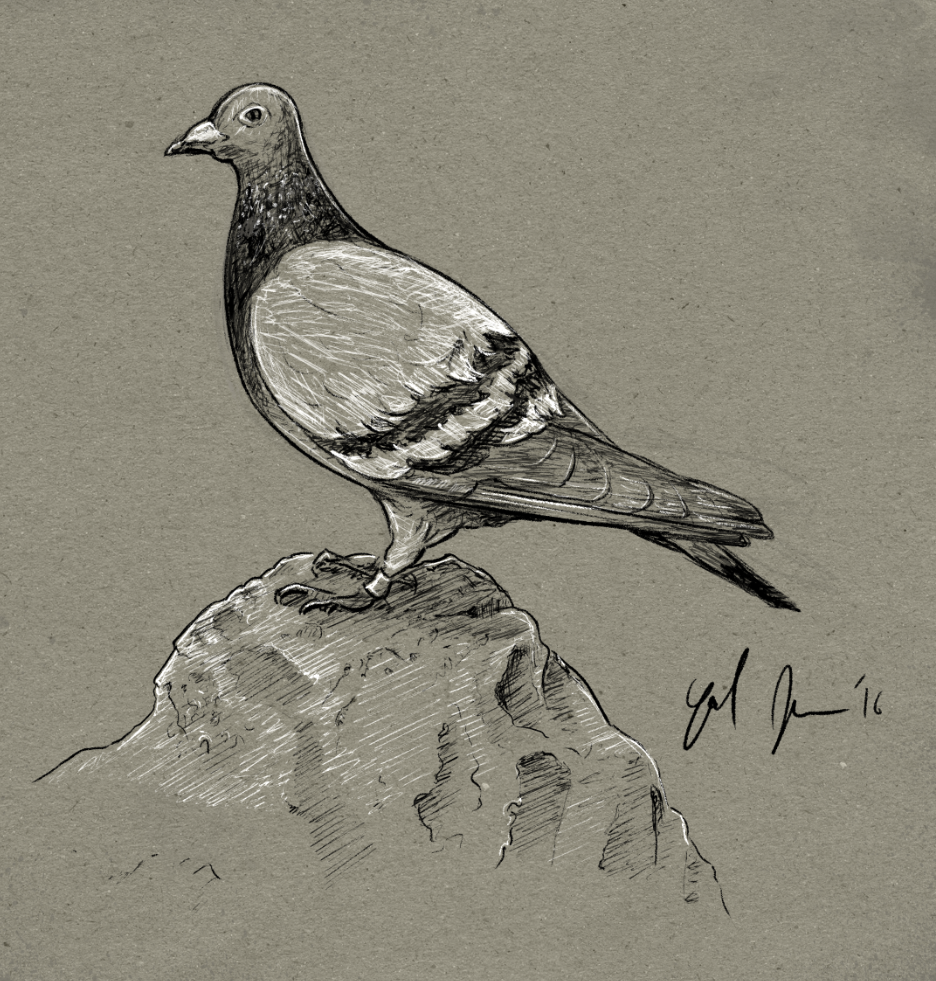 936x981 Pigeon Sketch Yoel Judowitz Illustration - Pigeon Sketch